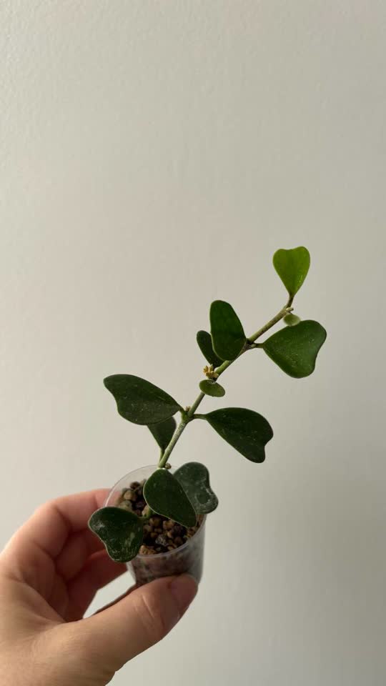 Hoya Manipurensis / Hoya AH 021