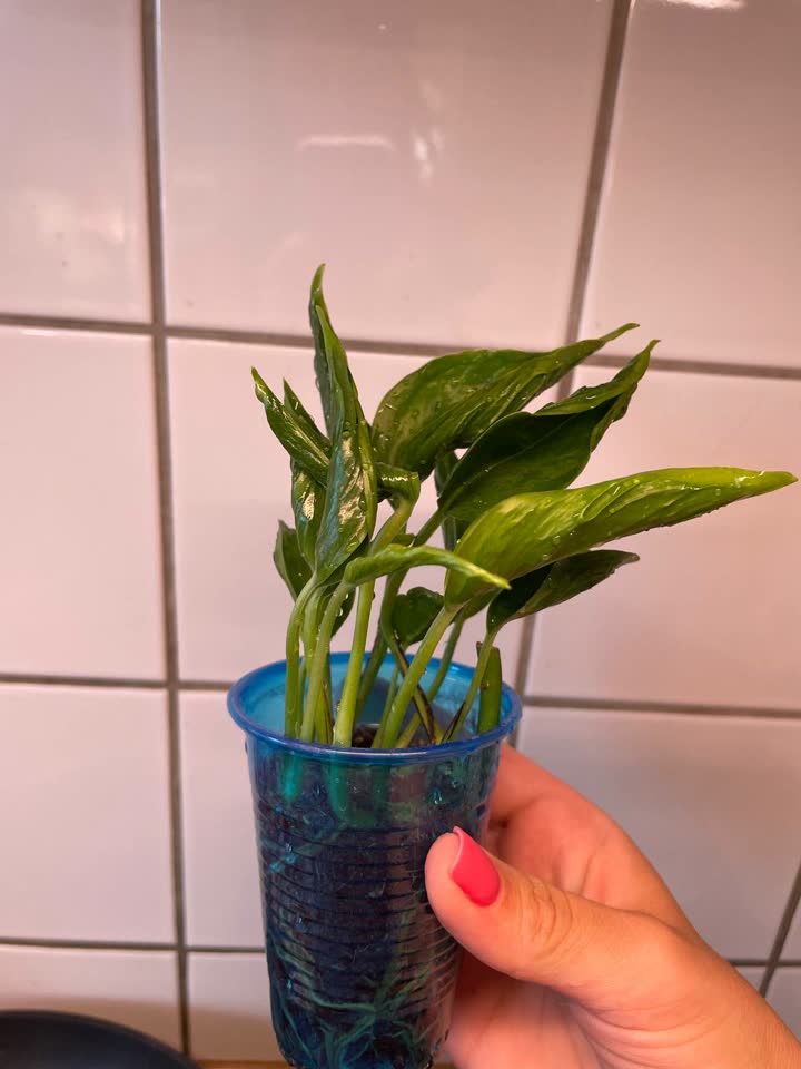 Epipremnum Godzila