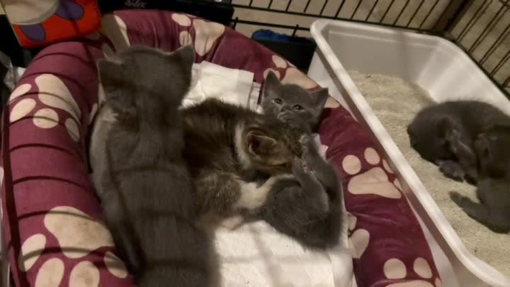 Пять котят ищут дом