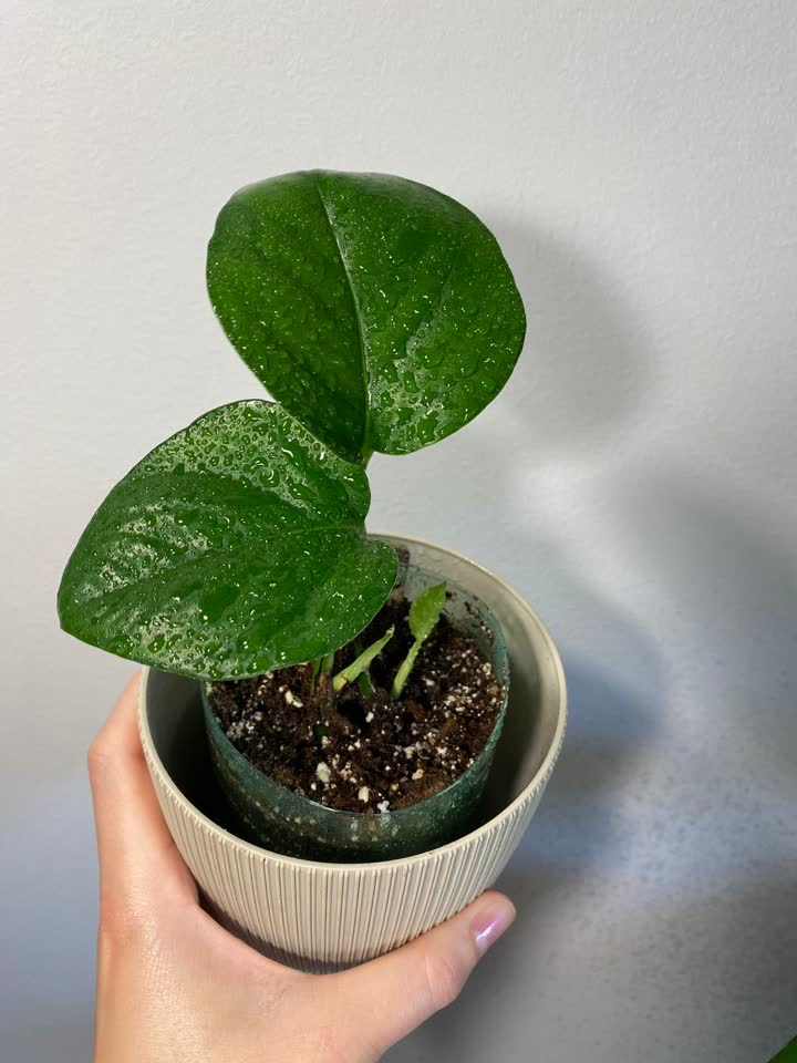 2 epipremnuma po 350