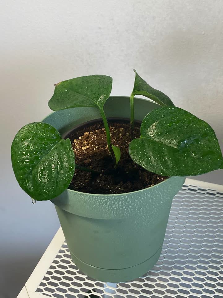 Epipremnum