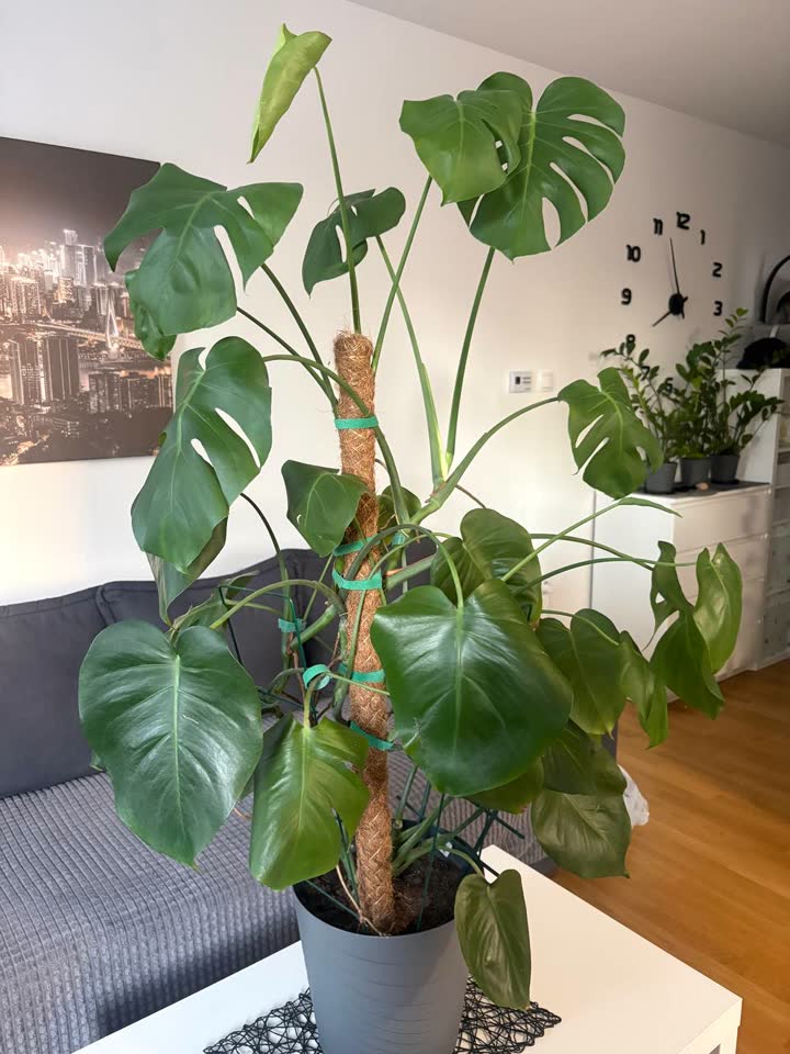 Monstera u brižne ruke