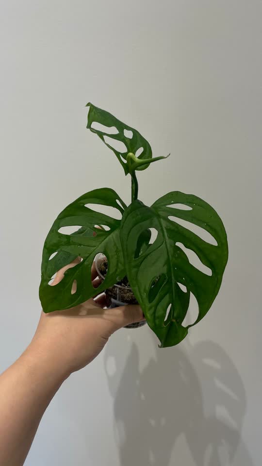 Monstera monkey