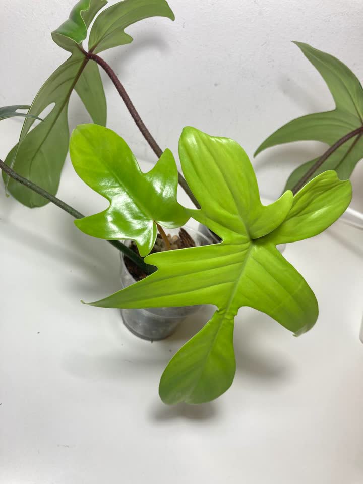 Philodendron Florida Beauty Green