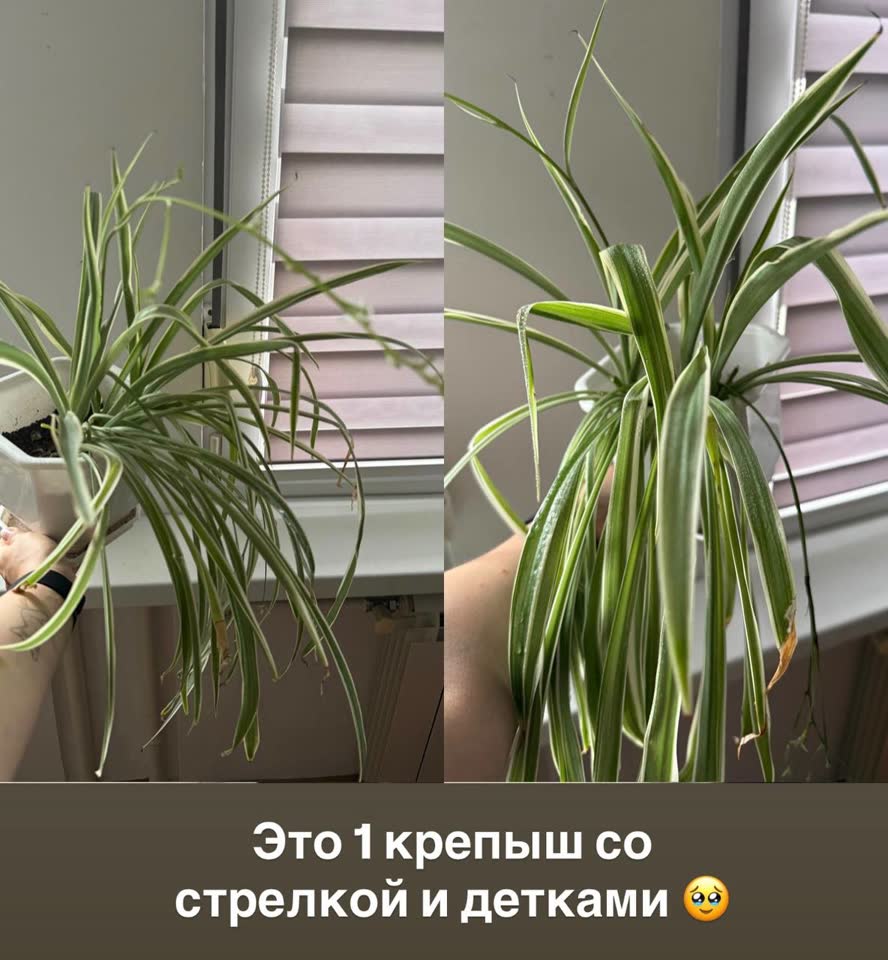 Poklanjam perlice sa saksijama