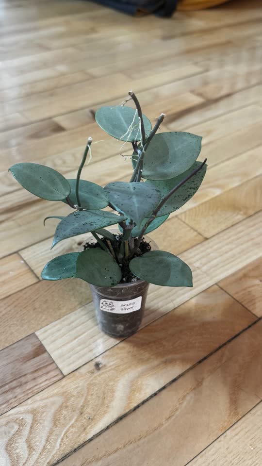 Хойя акута сильвер