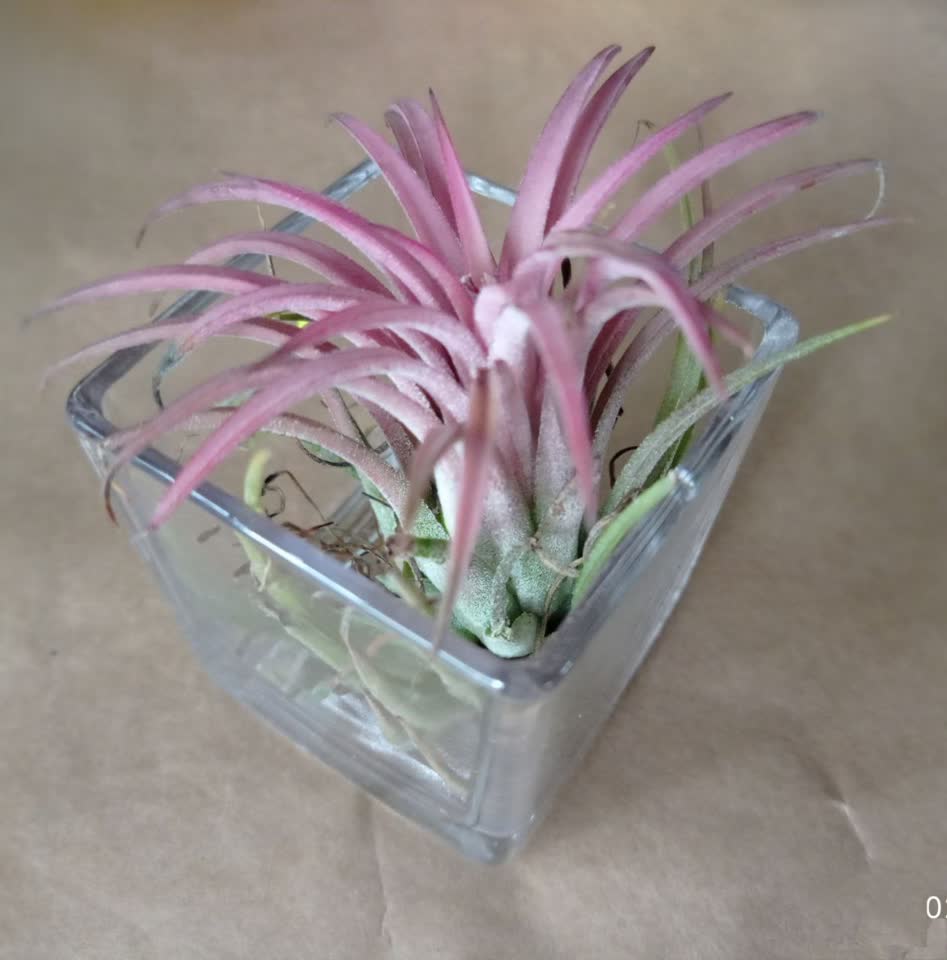 Tillandsia ljubičastocvetna