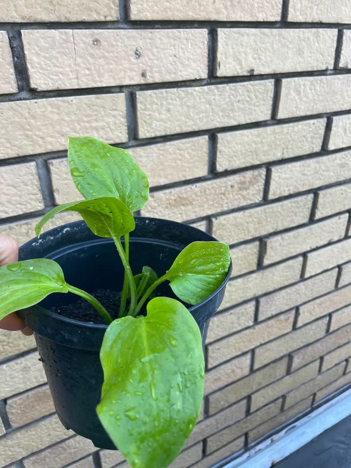 Hosta. 300 din. Novi Beograd
