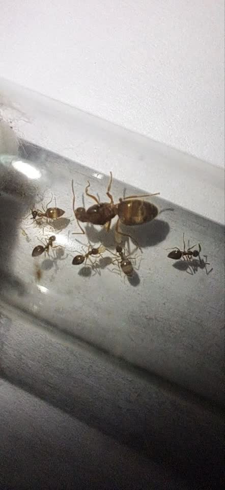 Prodajem mrave Prenolepis nitens