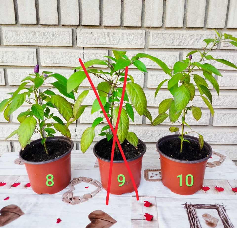 Paprika "Ogonjok" 250d