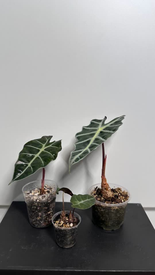 Alocasia Polly, Alocasia Dragon Scale, Alocasia Regal Shields, Philodendron Pink Princess