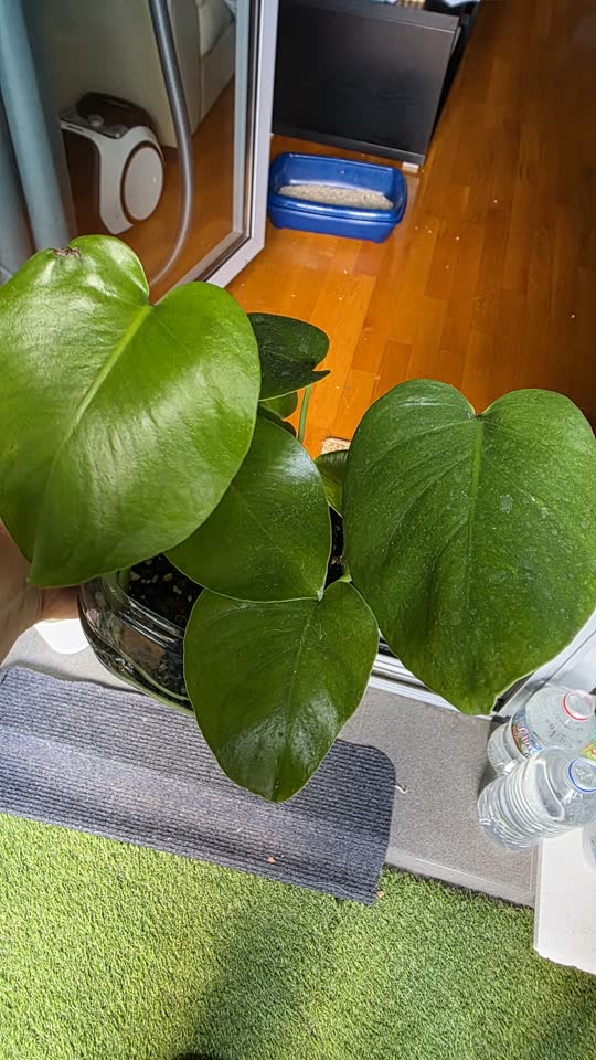 Monstera, reznice sa korenjem