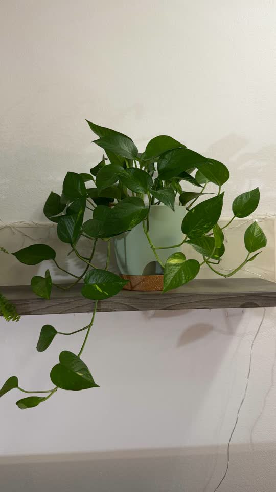 🌿 Распродажа зеленых в связи с захватом жилплощади!