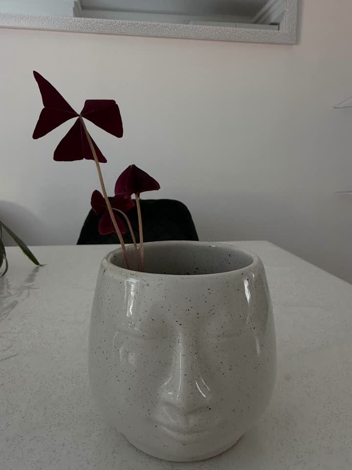 Кислица треугольная / Oxalis triangularis