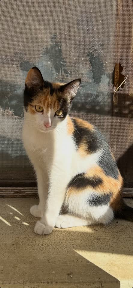 Ищут дом 3 замечательных котёнка