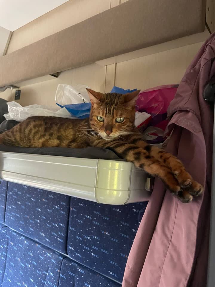 Потерялся бенгальский кот Лаки