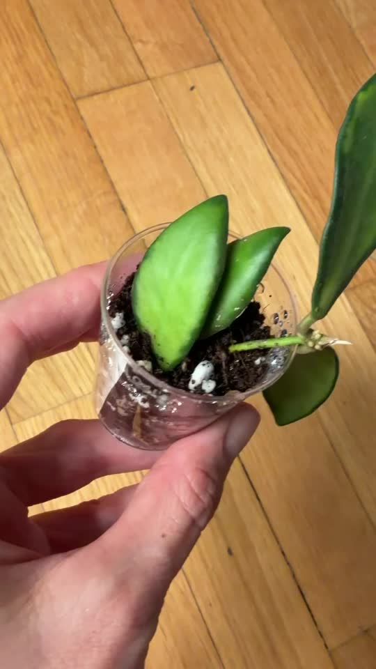 Hoya bartoni