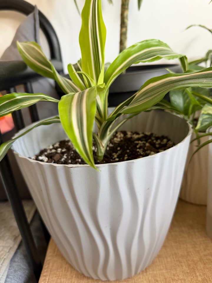 Dracena Lime, odlično se oseća, posađena u dobar rastresit supstrat. Od poda 38 cm. Akti