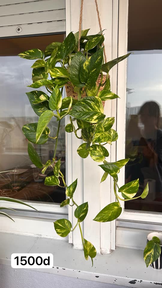 Epipremnum, mala monstera, velika monstera