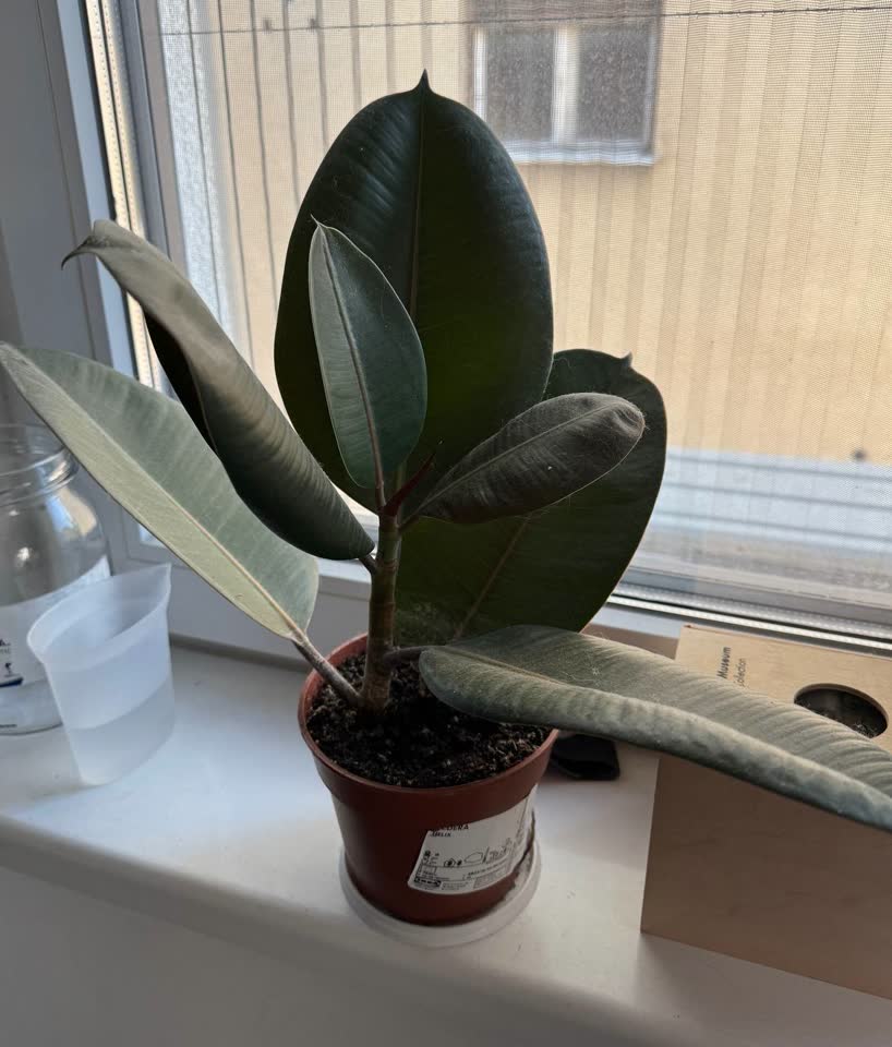 Fikus Robusta iz IKEA