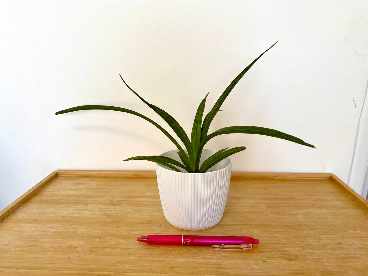 Sansevieria parva i ljubičasti bosiljak