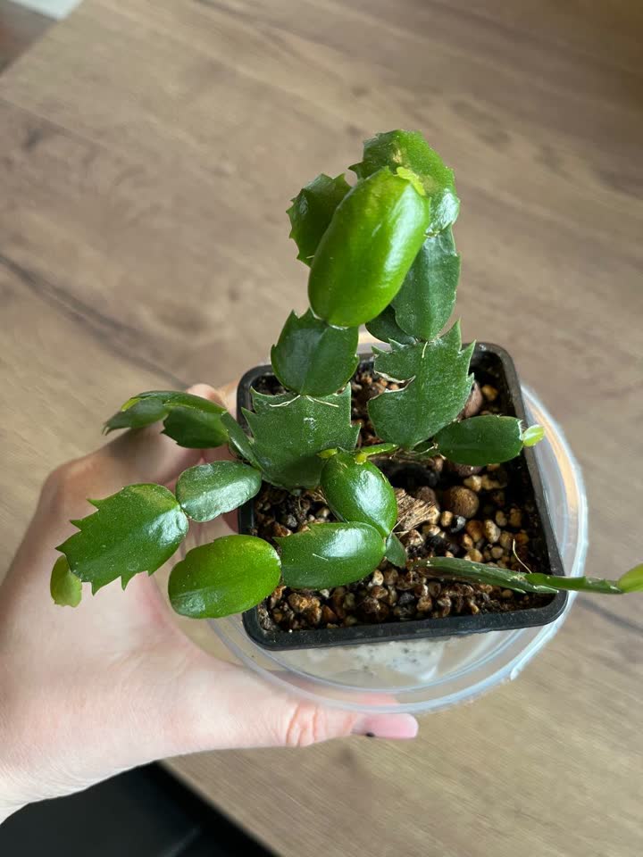Šlumbergera (dekabrist)