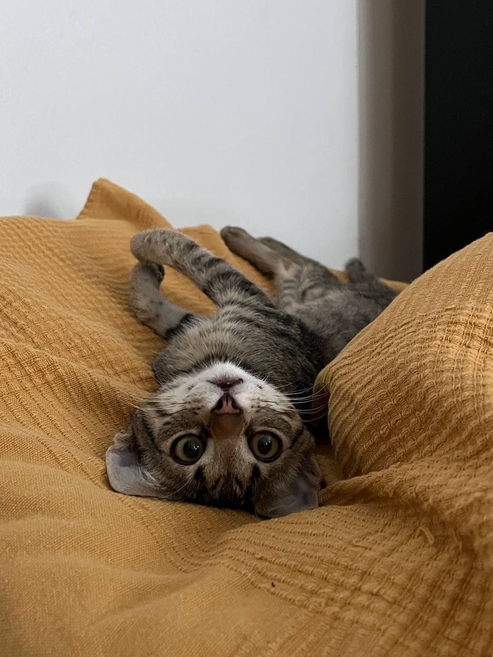 Кот по имени Шпрот ищет дом