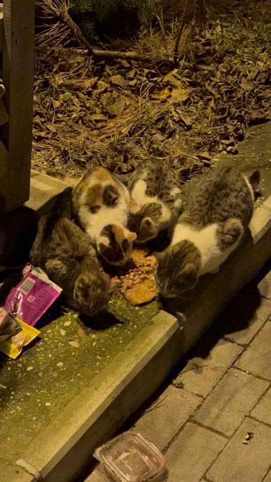 Отдам 3 котят в добрые руки