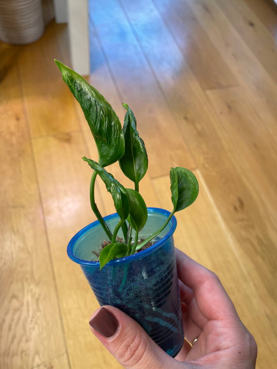 Epipremnum Godzilla