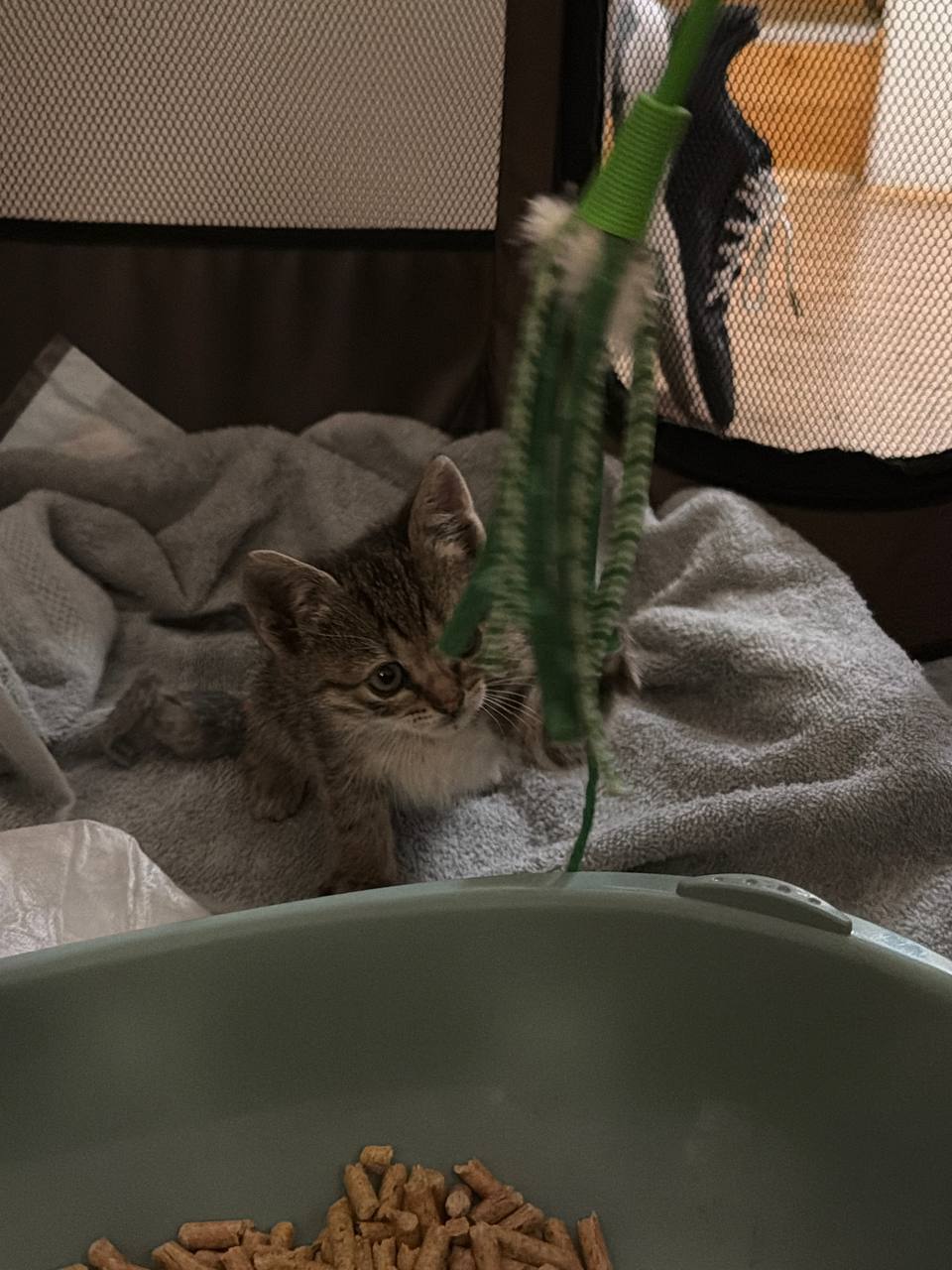 Срочно ищу дом для котенка