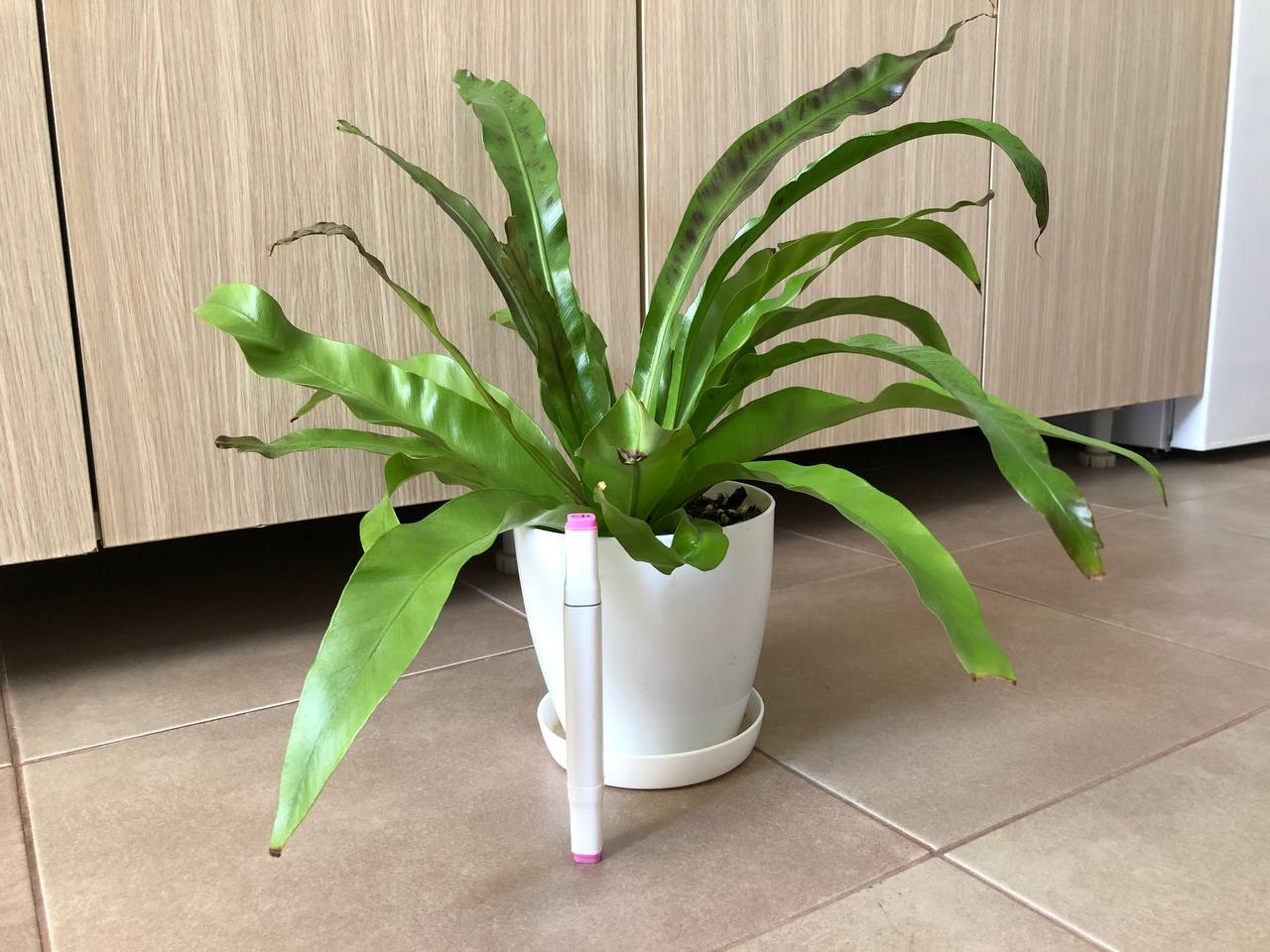Prodajem paprat Asplenium