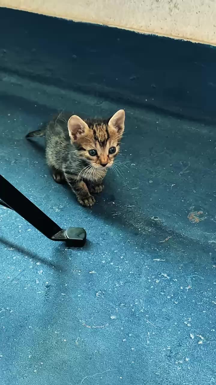 Три котёнка ищут своих людей