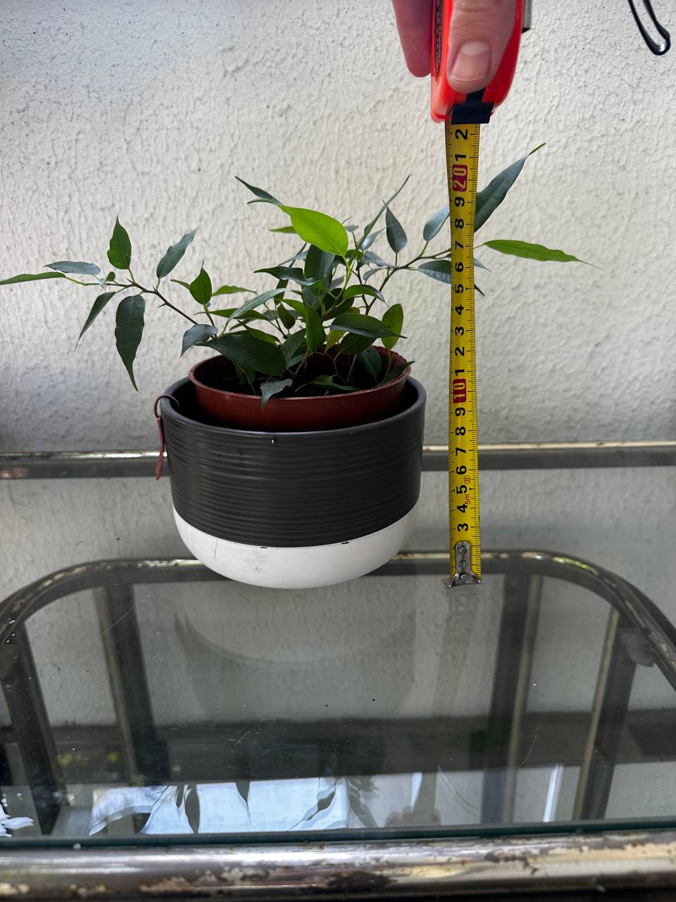 Fikus Benjamina sa saksijom