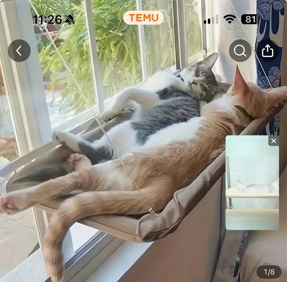 Лежанка для котика на присосках