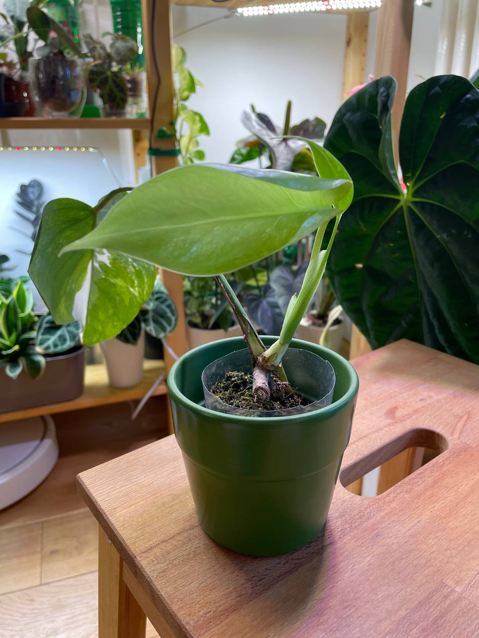 Mala Monstera Alboša