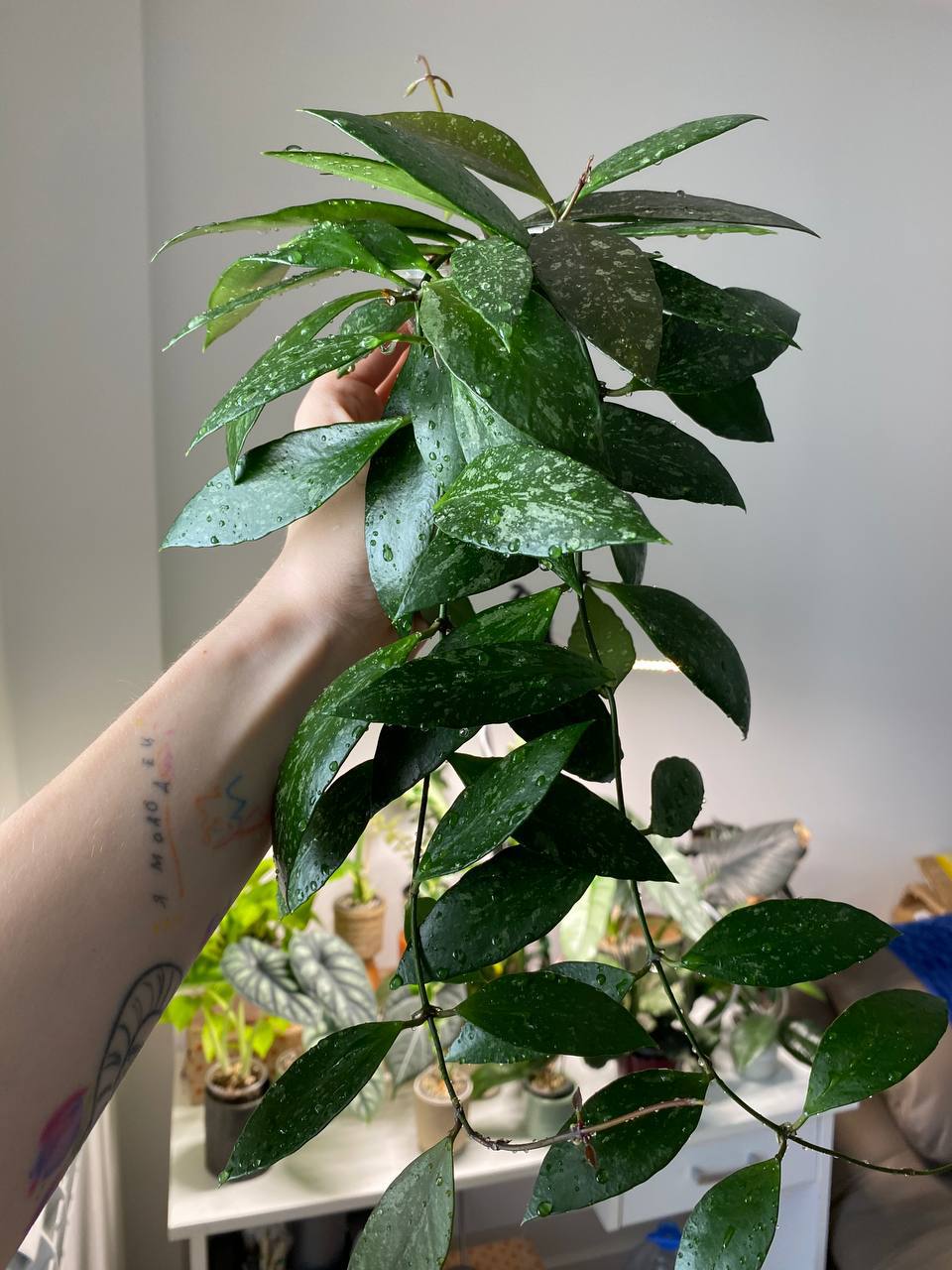 1. Hoya Gracilis - 1200