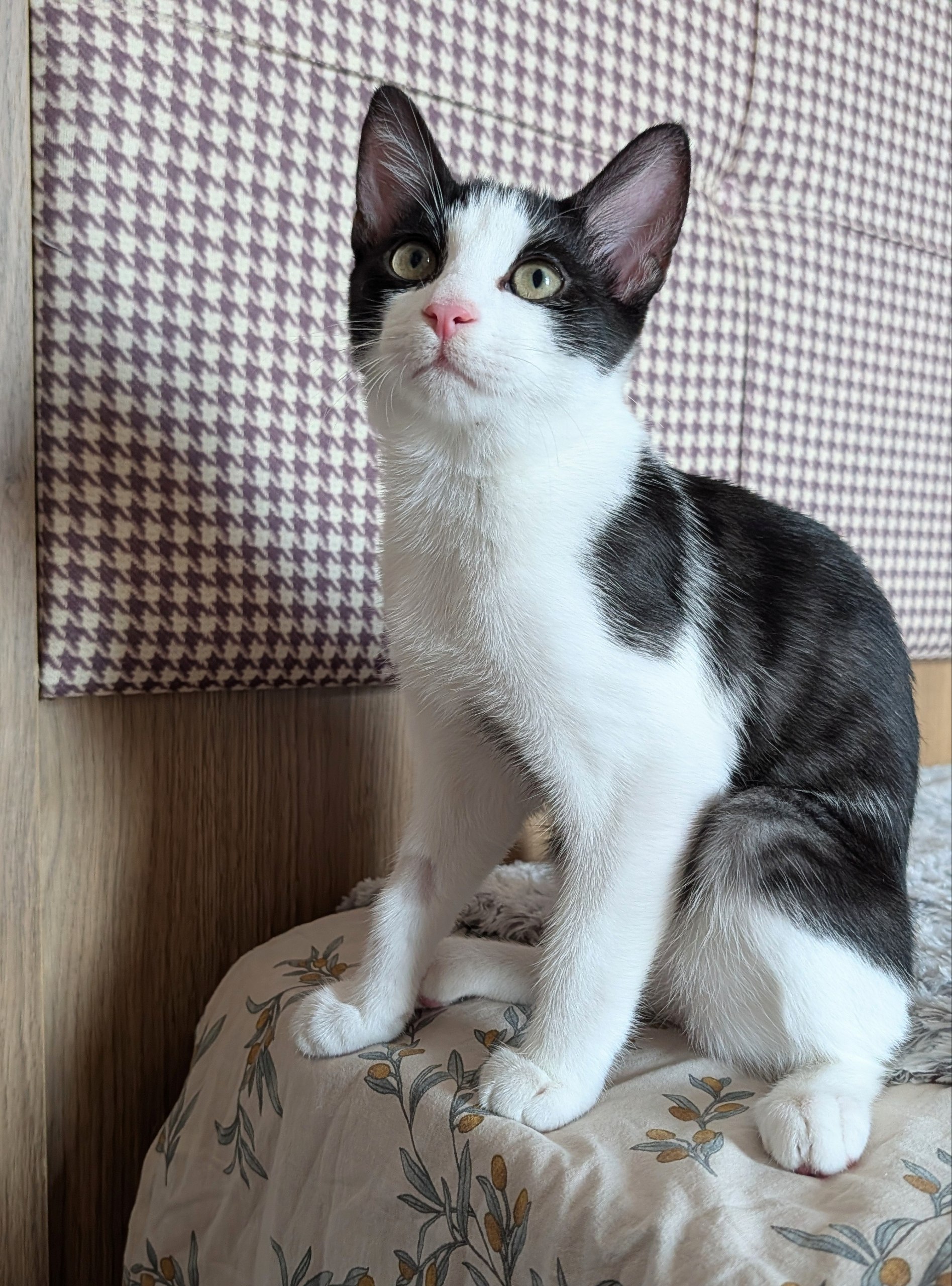 Ищу дом для котят