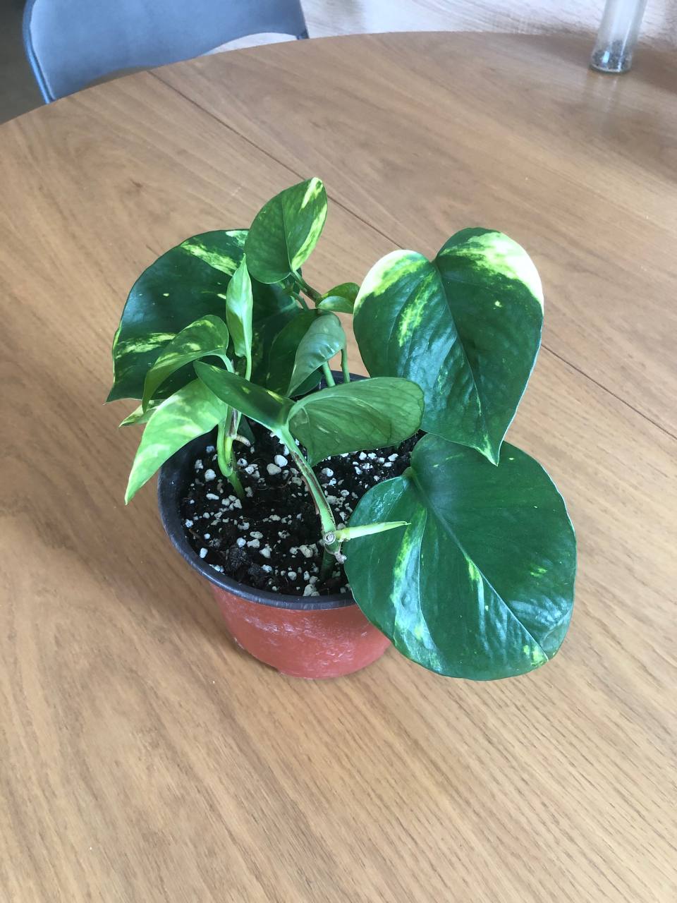 Zlatni epipremnum