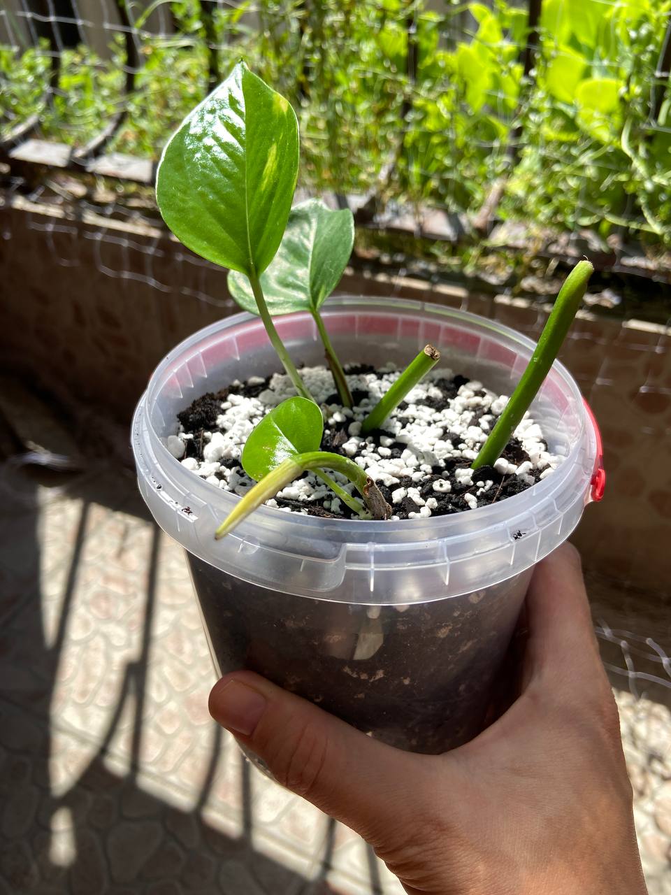 Epipremnum variegatni