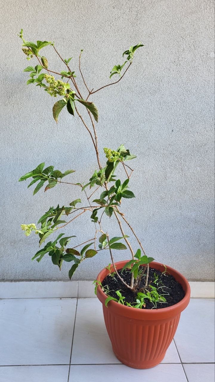 Hydrangea metličasta