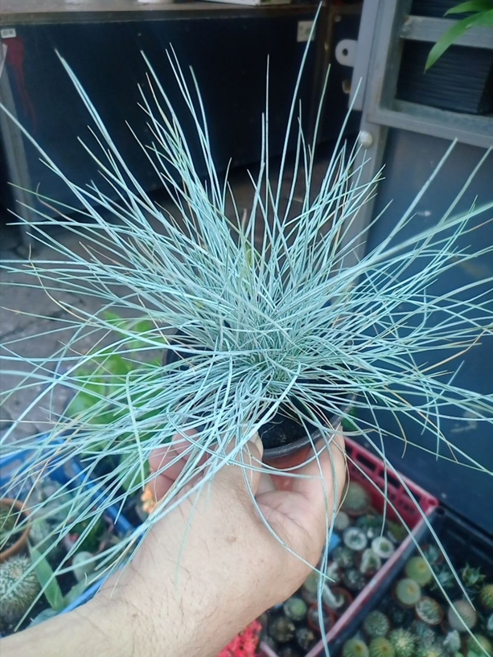 Siva vlasulja (Festuca glauca)