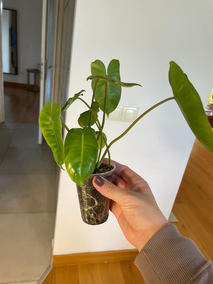 Filodendron Burle Max
