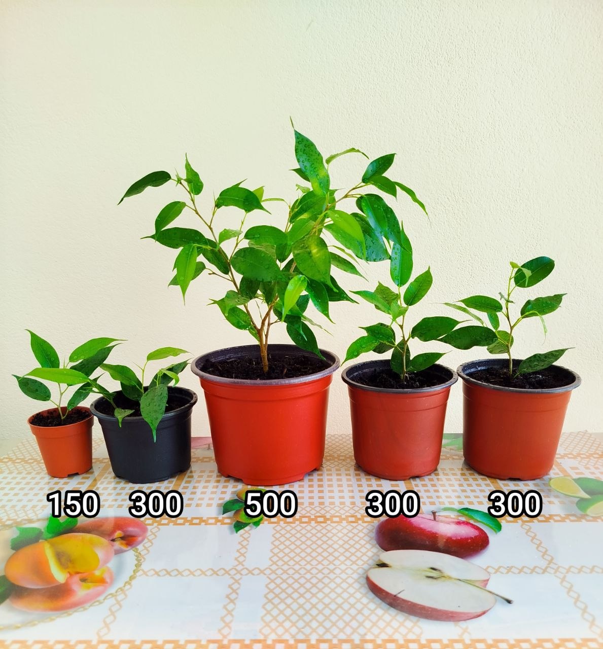 Fikus i paprika