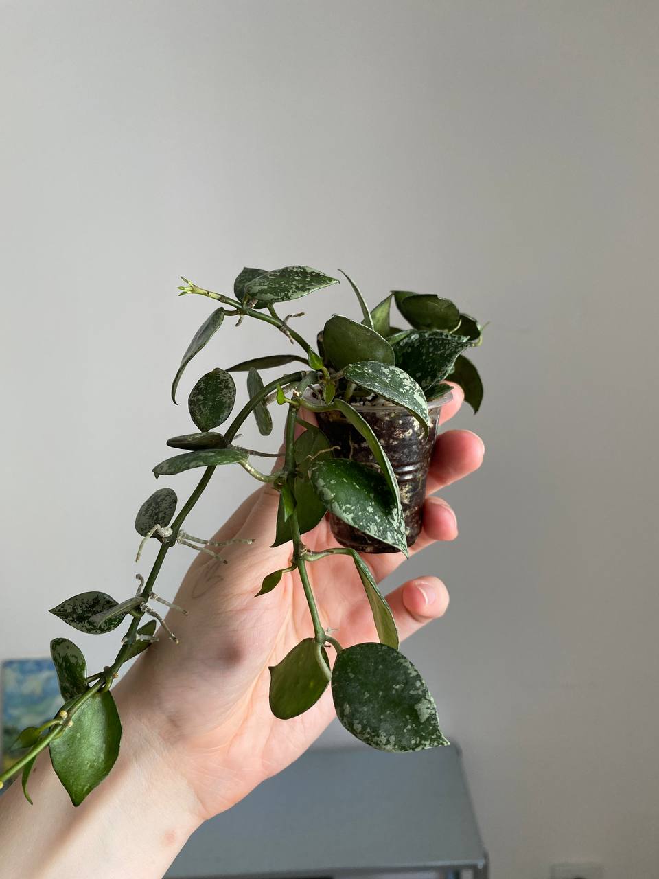 Hoya и Alocasia, Anthurium на бронь
