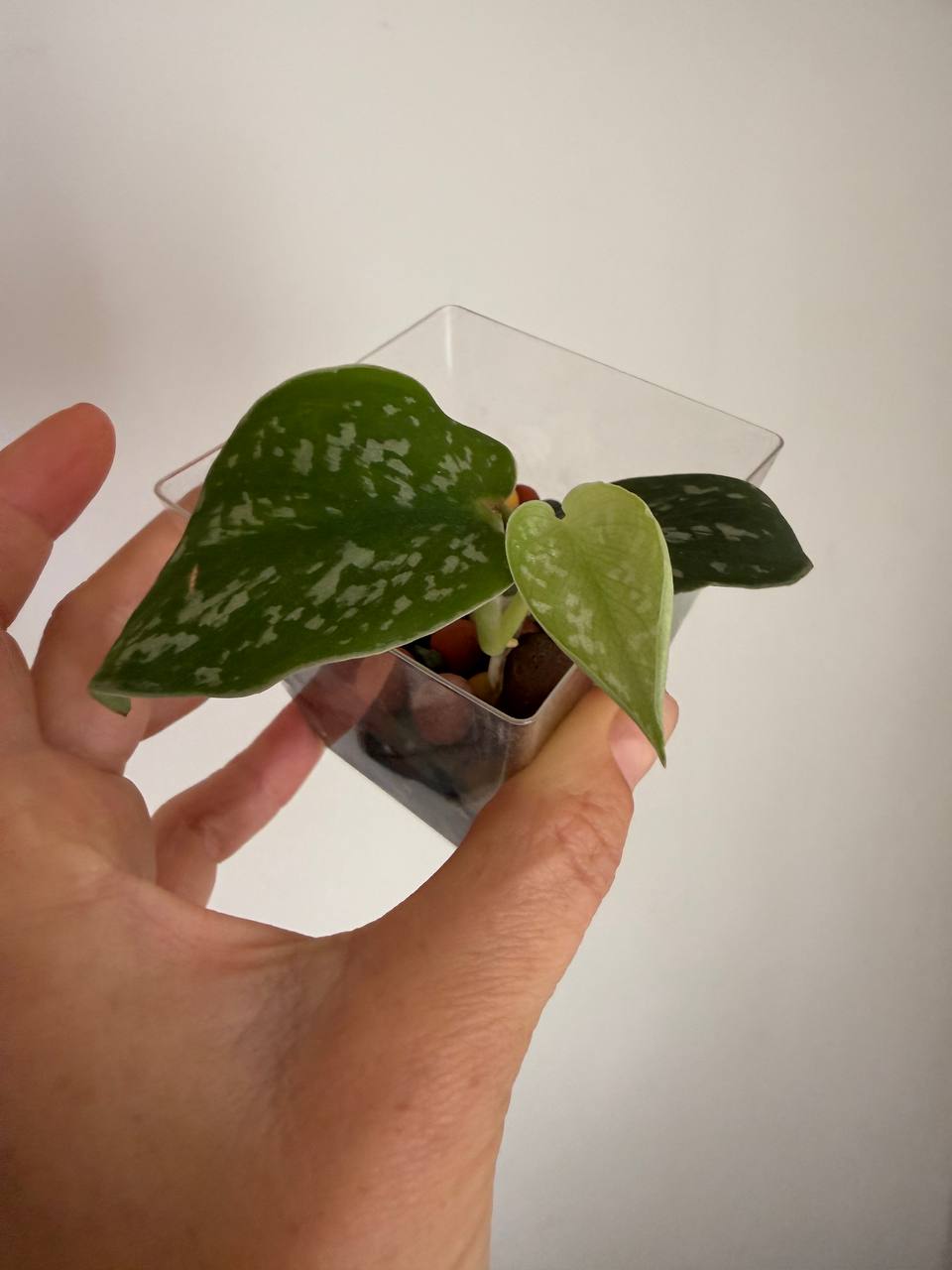 Stendapsus mali