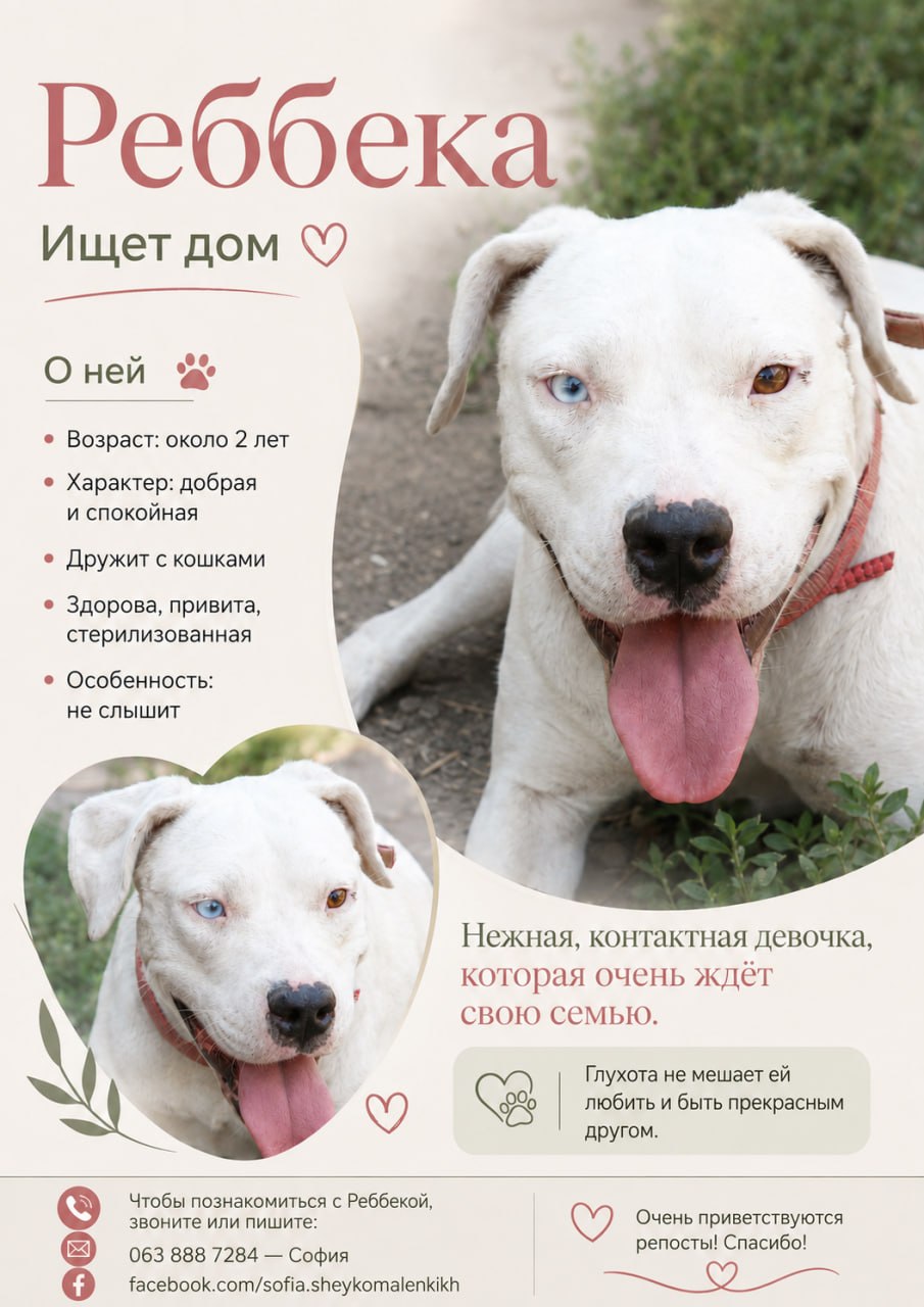Красавица Реббека ищет дом