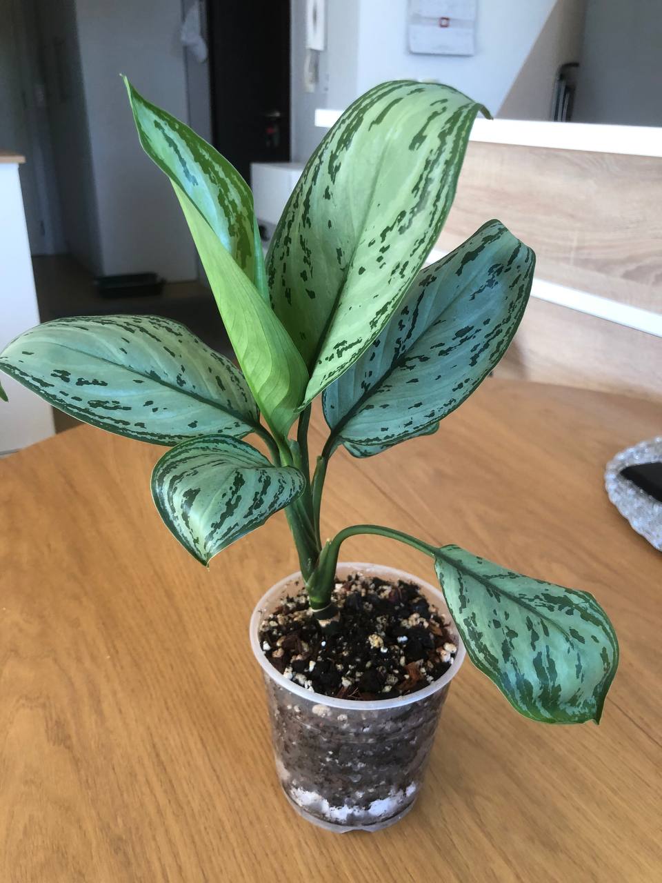 Mlada aglaonema