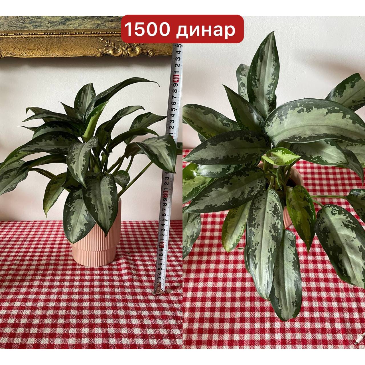 Prodaja zbog selidbe u drugu zemlju