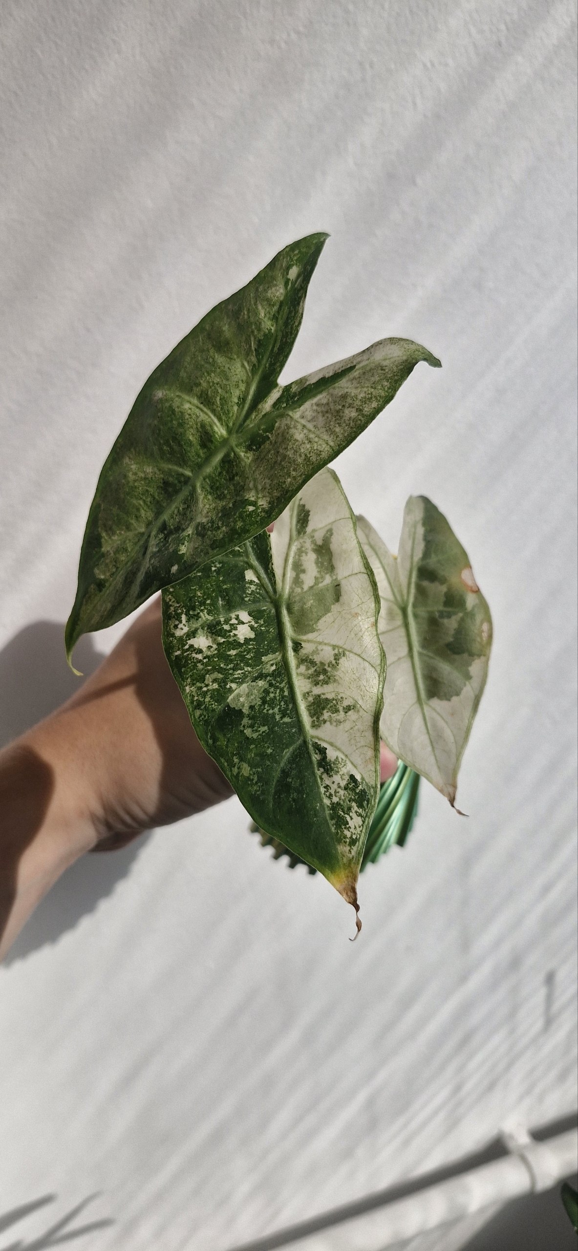 Gomolji Alocasia Pink Dragon Albo, 1000 dinara, na stanju 6 komada