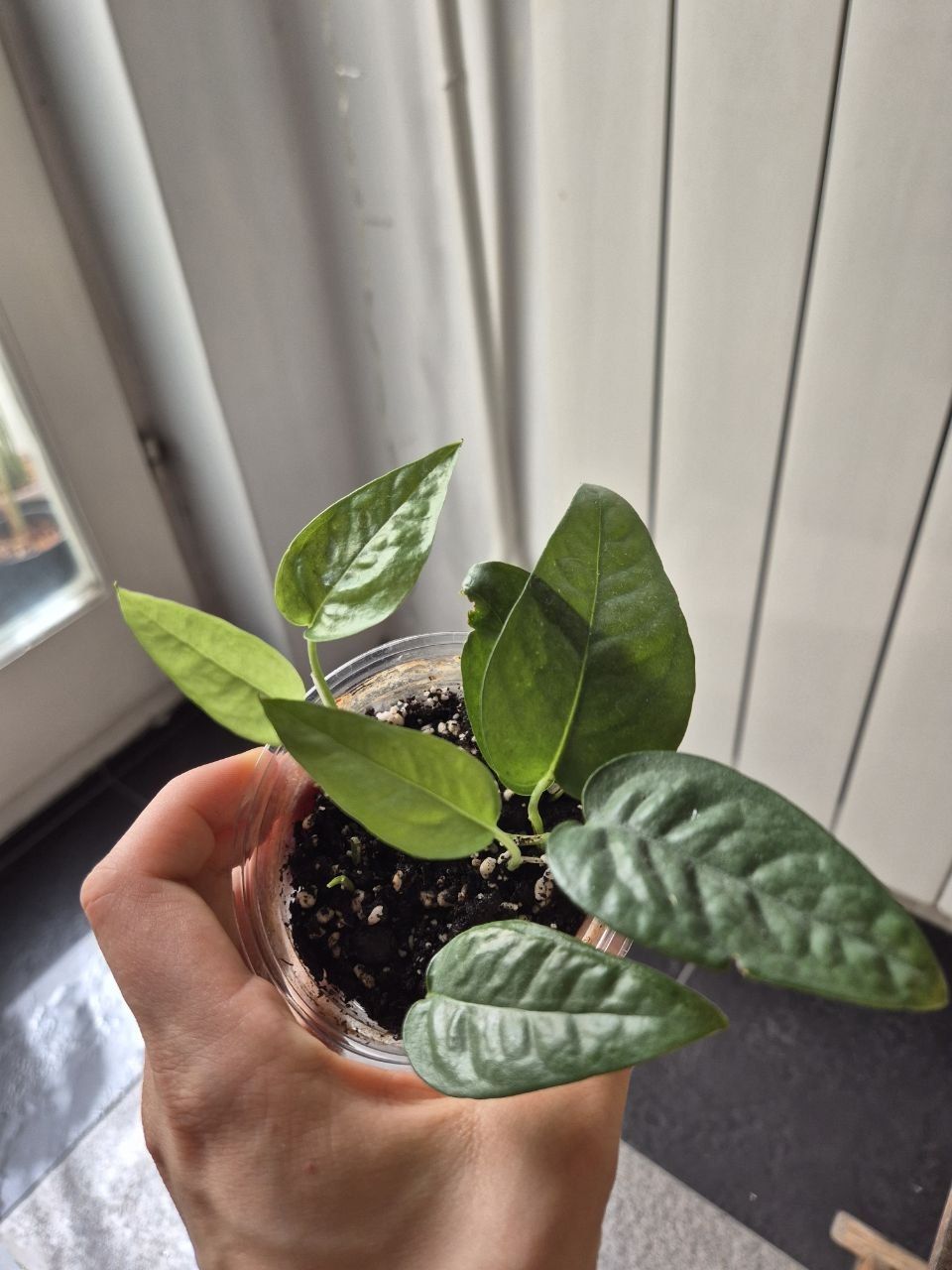 Dva epipremnuma Cebu Blue